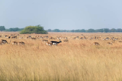 blackbucks in Blackbuck National Park